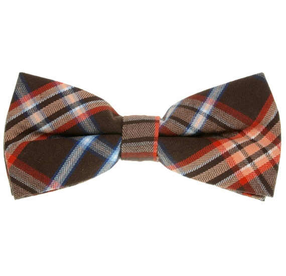 Papillon Scozzese Marrone e Arancione