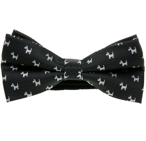 Papillon Nero Schnauzer Bianco