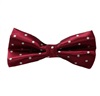 Papillon Bordeaux con Pois Bianchi