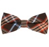 Papillon Scozzese Marrone e Arancione